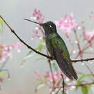 Colibri de Rivoli