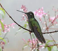 Rivoli's Hummingbird