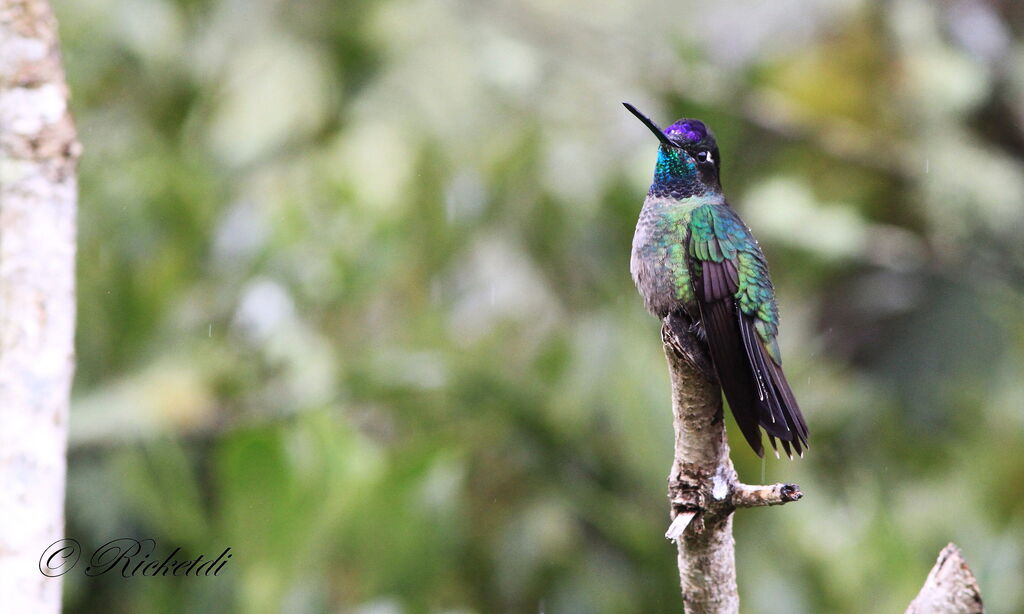 Rivoli's Hummingbird