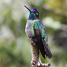 Colibri de Rivoli