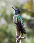 Rivoli's Hummingbird