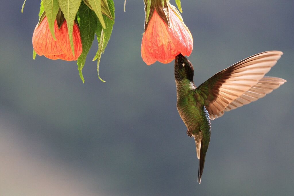 Rivoli's Hummingbird