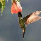 Colibri de Rivoli