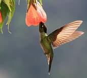 Colibri de Rivoli