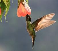 Rivoli's Hummingbird