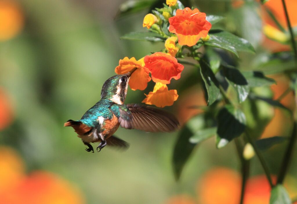 Colibri des Santa Marta