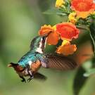 Colibri des Santa Marta
