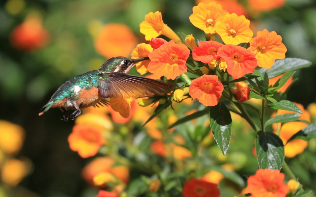 Colibri des Santa Marta