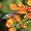 Colibri des Santa Marta