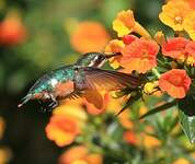 Colibri des Santa Marta