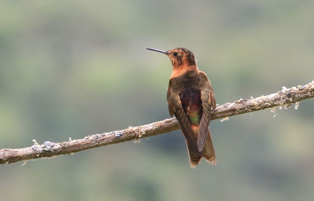 Colibri étincelant