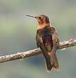 Colibri étincelant