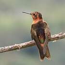 Colibri étincelant