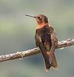 Colibri étincelant