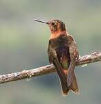 Colibri étincelant