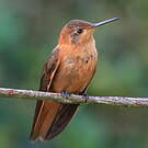 Colibri étincelant