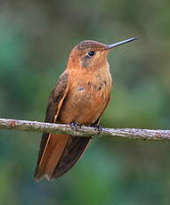 Colibri étincelant