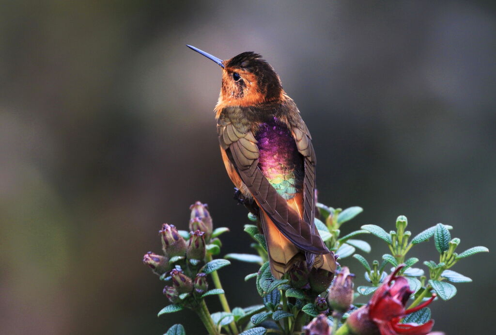 Colibri étincelant