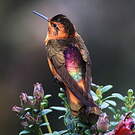 Colibri étincelant