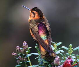 Colibri étincelant