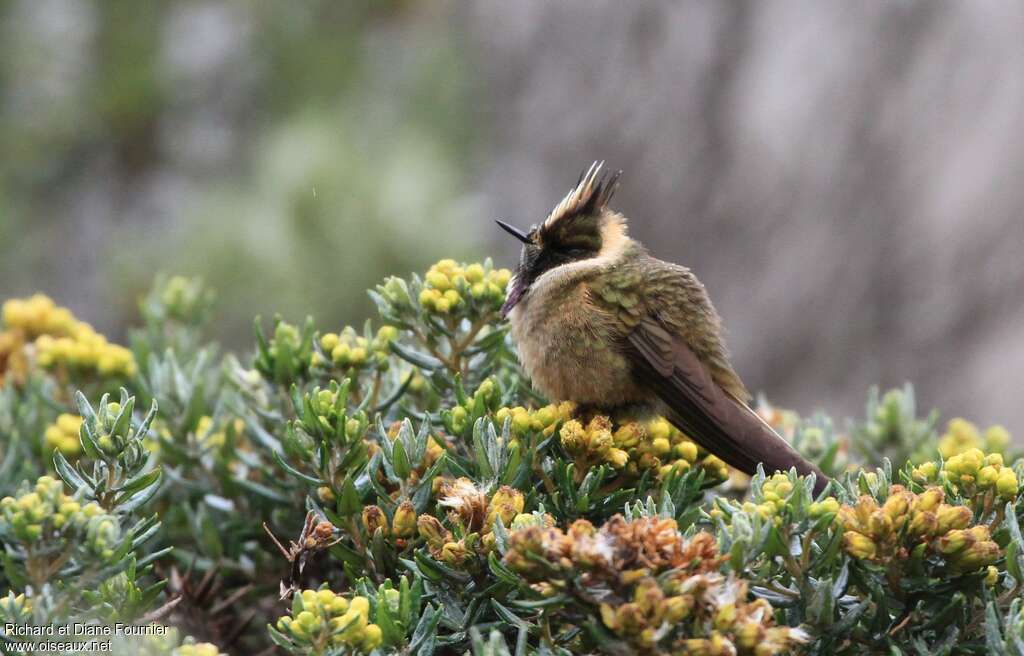 Buffy Helmetcrest male adult, habitat