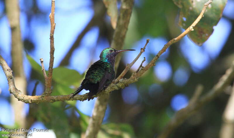 Sapphire-throated Hummingbird male adult, pigmentation