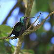 Colibri faux-saphir