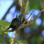 Sapphire-throated Hummingbird