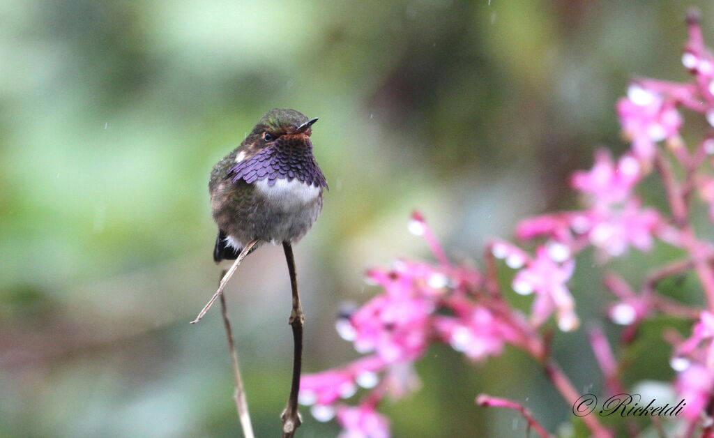 Colibri flammule