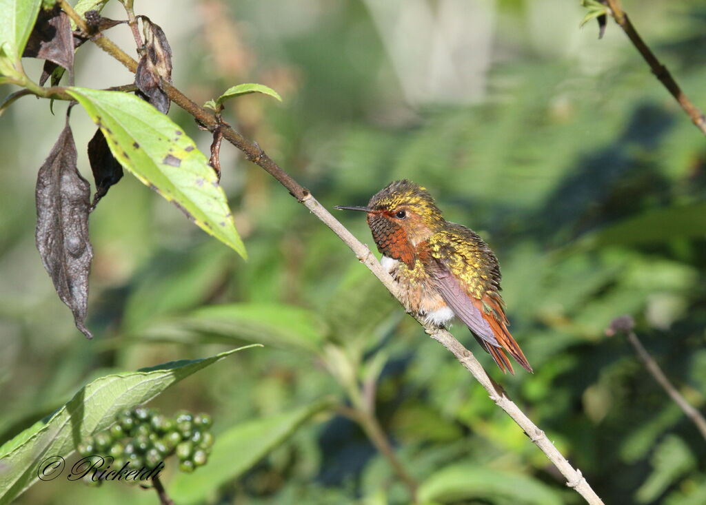 Colibri flammule