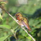 Colibri flammule