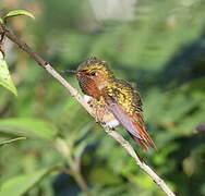 Colibri flammule