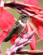 Volcano Hummingbird