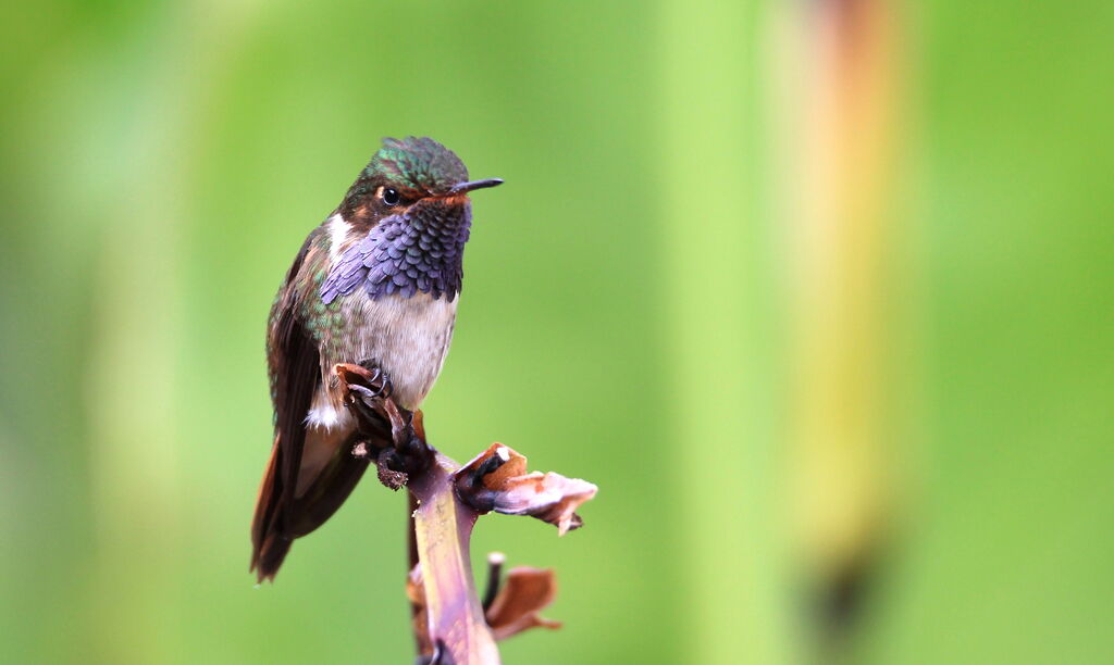 Colibri flammule