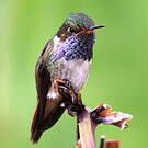 Colibri flammule
