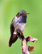 Volcano Hummingbird