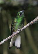 Colibri flavescent