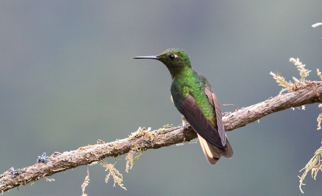 Colibri flavescent