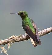 Colibri flavescent