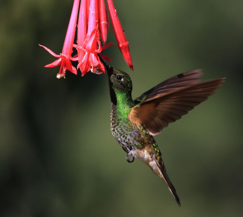 Buff-tailed Coronet