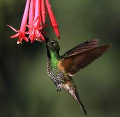 Colibri flavescent