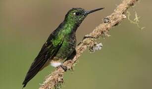 Colibri flavescent