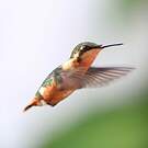 Colibri héliodore