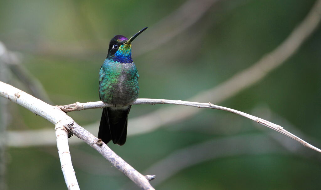 Fiery-throated Hummingbird