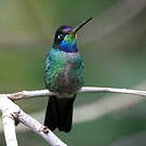 Colibri insigne