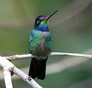 Fiery-throated Hummingbird