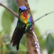 Fiery-throated Hummingbird