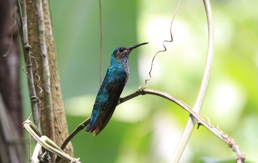 Colibri jacobin femelle