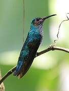 White-necked Jacobin