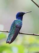 White-necked Jacobin